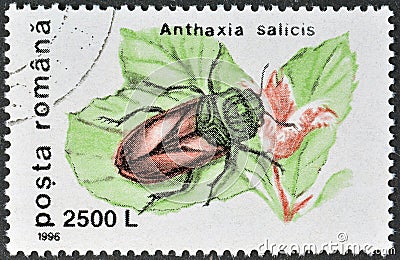 Pasture Splendour Beetle (Anthaxia salicis) Editorial Stock Photo