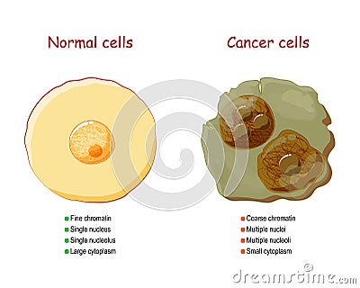 Cancer and normal cells. comparison and difference Vector Illustration