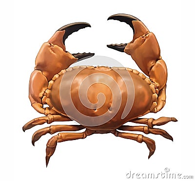 Cancer pagurus, edible, brown crab Cartoon Illustration