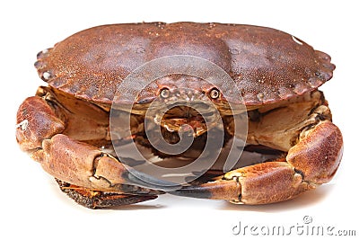 Cancer pagurus sea crab on white background Stock Photo