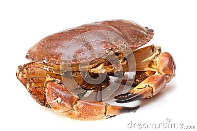 Cancer pagurus sea crab on white background Stock Photo