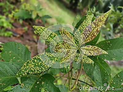 Cancerous gall infected the rubber leaves. Stock Photo