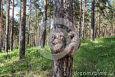 A cancerous tumor on the brown trunk of a pine in the summer forest Stock Photo