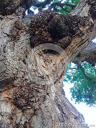 A cancerous tumor in the trunk of Tamarindus indica Stock Photo