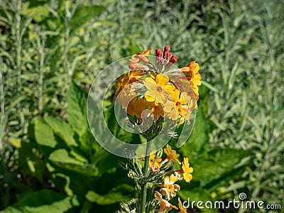 Candelabra Primrose (Primula bulleyana) growing and blooming with attractive whorls of golden-yellow flowers Stock Photo