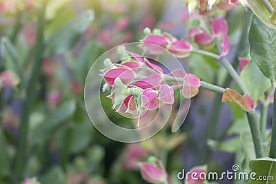 Candelilla, Tall slipper plant or Slipper spurge bloom in the garden. Stock Photo