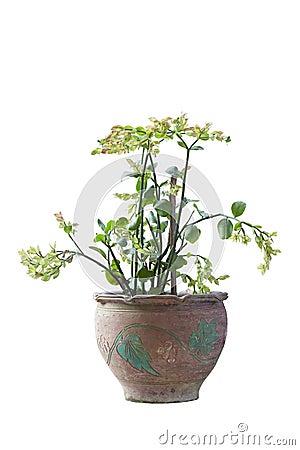 Candelilla, Tall slipper plant or Slipper spurge bloom in pot isolated on white background. Stock Photo