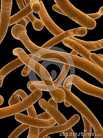 Candida albicans Stock Photo