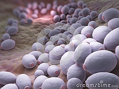Candida albicans bacteria Stock Photo