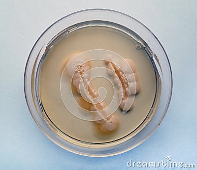 Candida albicans grown in a Petri dish Stock Photo