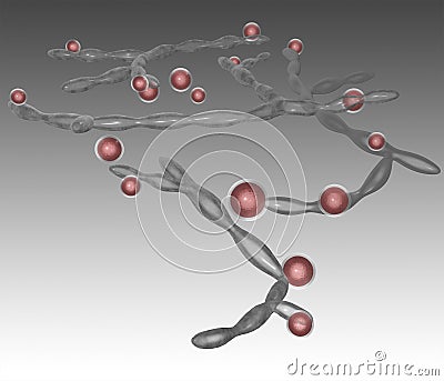 Candida albicans Stock Photo