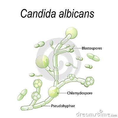 Candida albicans Vector Illustration