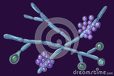 Candida albicans yeasts, microscopic fungi Cartoon Illustration