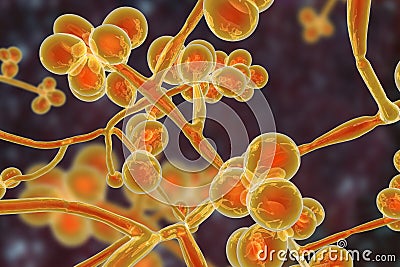 Candida auris fungi, emerging multidrug resistant fungus Stock Photo