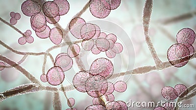 Candida auris fungi Stock Photo