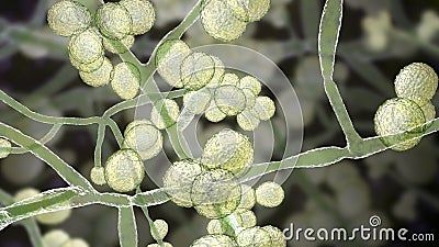 Candida auris fungi Stock Photo