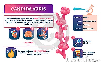 Candida auris vector illustration. Biological fungus infection explanation. Vector Illustration