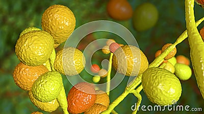 Candida fungi, human pathogenic yeasts Cartoon Illustration