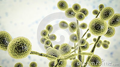 Candida fungi, human pathogenic yeasts Cartoon Illustration