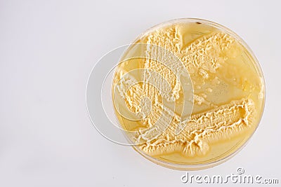 Candida spp. - unicellular fungi. Top view. Stock Photo