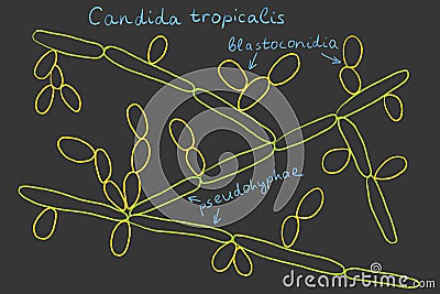 Candida Tropicalis Yeasts Royalty-Free Illustration | CartoonDealer.com ...