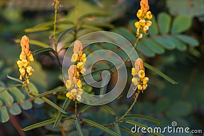 Candle bush flowers in the plantation . Beautiful Senna alata plant.Also known as emperor`s candlesticks,candle bush. Stock Photo