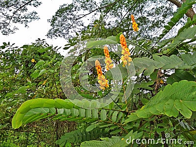 Candlestick plant (senna alata) - forest Stock Photo