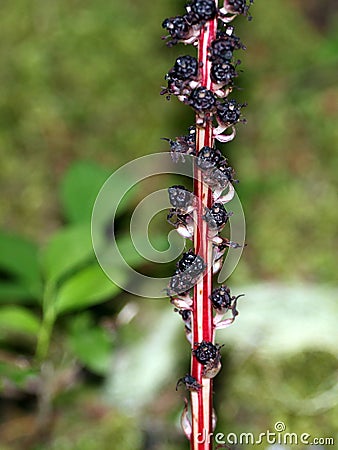 Candystick Plant - Allotropa virgata Stock Photo