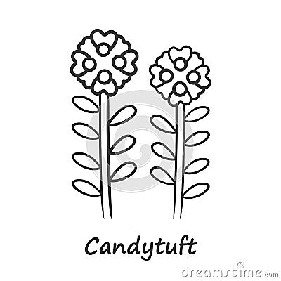 Candytuft linear icon. Thin line illustration. Aster garden flower with name. Iberis evergreen perennial plant Vector Illustration
