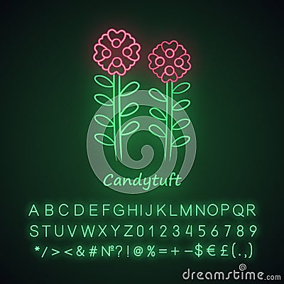 Candytuft neon light icon. Aster garden flower with name inscription. Iberis evergreen perennial plant inflorescence Vector Illustration