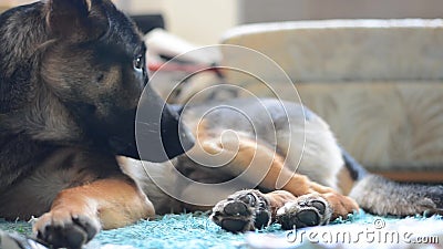 Cane che mangia scatola vuota di succo Scorrevole della macchina fotografica Moto regolare stock footage Cane che mangia scatola vuota di succo Scorrevole della macchina fotografica Moto regolare stock footage