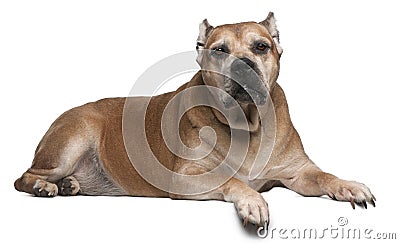 Cane Corso, 9 years old, lying in front of white Stock Photo