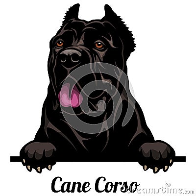 Cane Corso - Color Peeking Dogs - breed face head isolated on white Vector Illustration