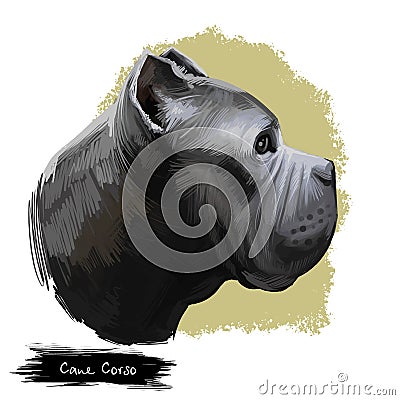Cane Corso dog breed isolated on white digital art illustration. Italian Mastiff large breed of dog companion, guard and Cartoon Illustration