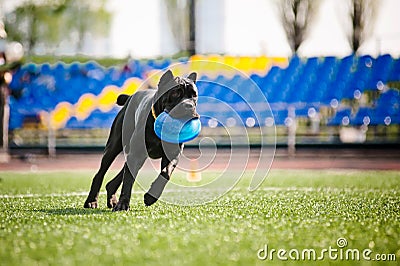 Cane Corso dog brings the flying disc Stock Photo