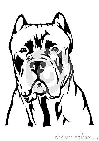 Cane corso dog head Stock Photo