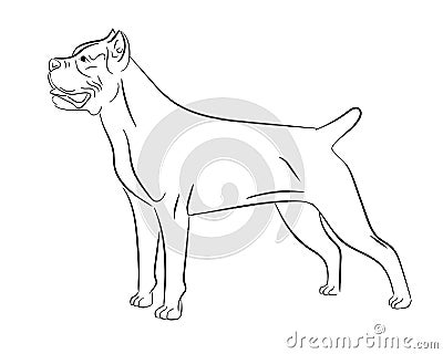 Cane corso dog. Isolated outlined sketch, logo contour vector illustration Vector Illustration