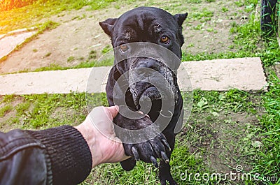 Cane Corso Dog Paws Man, Concept of Friendship. Stock Photo