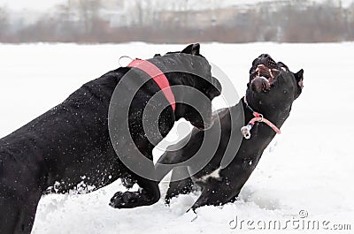 Cane Corso. Dogs play with each other. Stock Photo