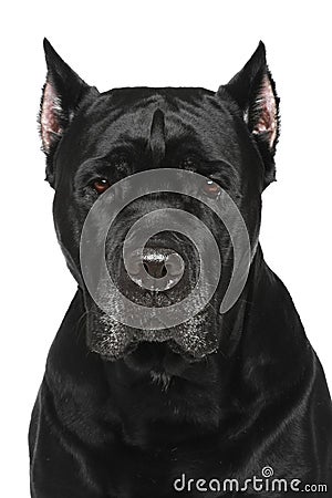 Cane Corso Italiano. Portrait on white background Stock Photo