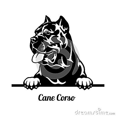 Cane Corso Peeking Dog - head isolated on white Vector Illustration