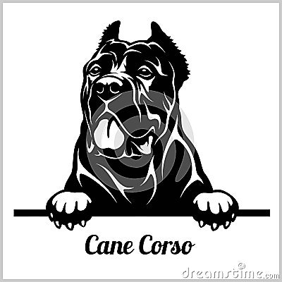 Cane Corso - Peeking Dogs - breed face head isolated on white Vector Illustration