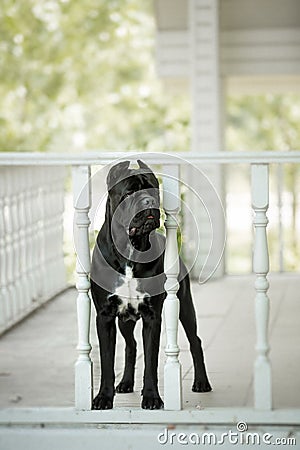 Cane Corso on the porch of the house Stock Photo