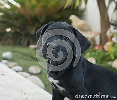 Cane Corso puppy. Closeup portrait of beautiful black Cane Corso, female dog. Editorial Stock Photo