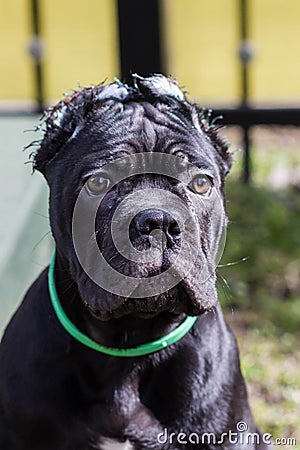 Cane-Corso puppy with cropped ears Stock Photo