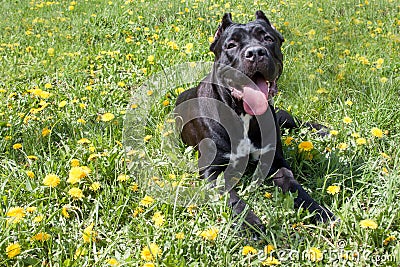 Cane corso puppy is lying in a green grass and looking at the camera. Cane corso italiano or italian mastiff. Stock Photo