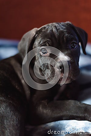 Cane Corso puppy, very smart dog Stock Photo