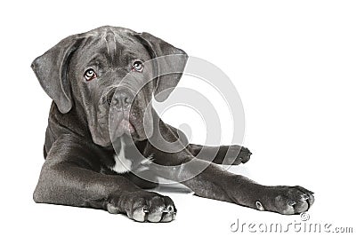 Cane Corso puppy on a white background Stock Photo