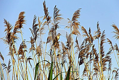 Cane flowers and Eurasian reed warbler bird in blue sky Stock Photo