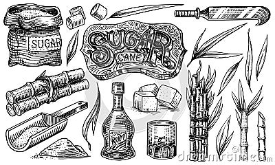 Cane sugar with leaves. Set of Sugarcane plants. Stalks and bottle of rum, Wooden plate spoon, Cubes and juice, Bamboo Vector Illustration